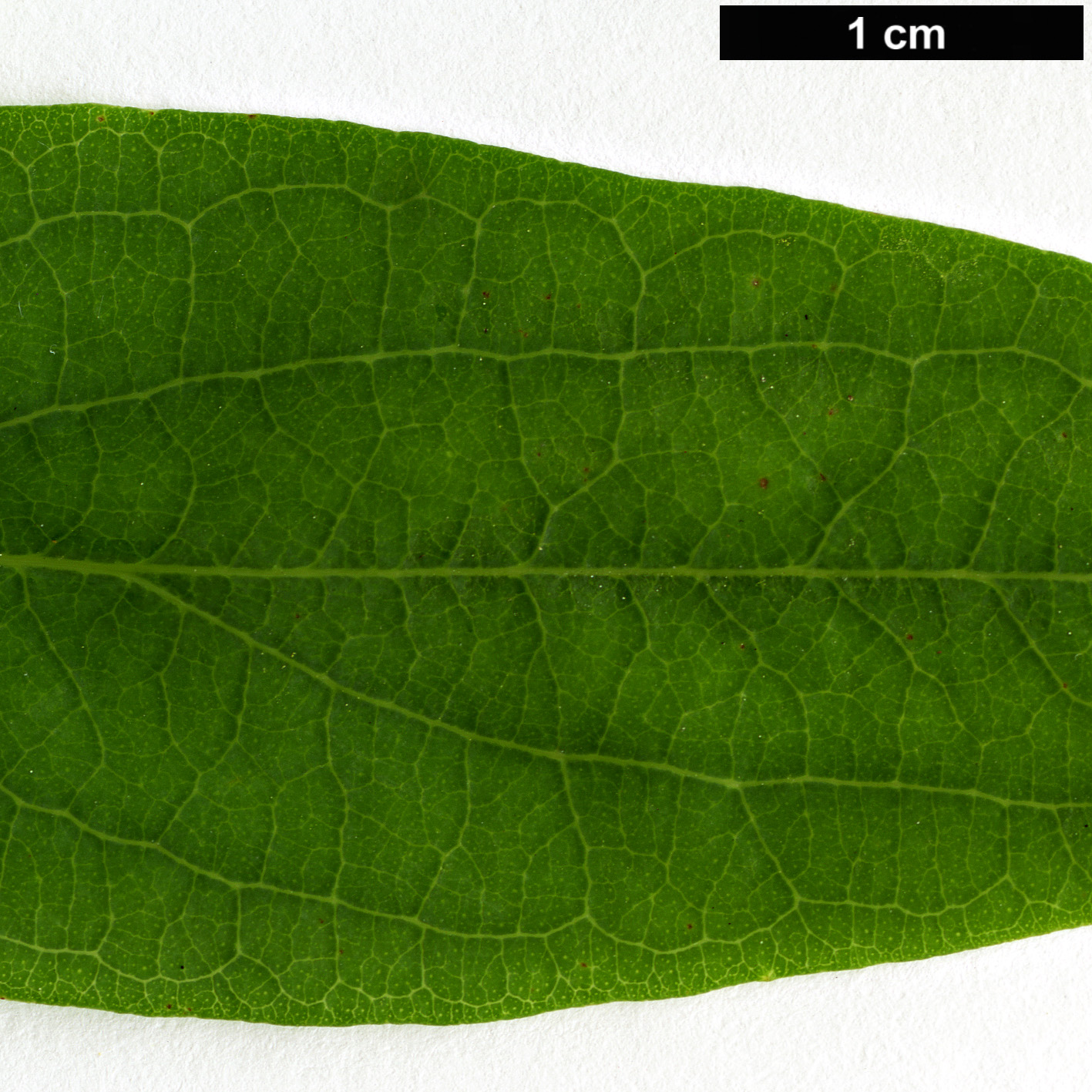 High resolution image: Family: Hypericaceae - Genus: Hypericum - Taxon: hircinum - SpeciesSub: subsp. majus
